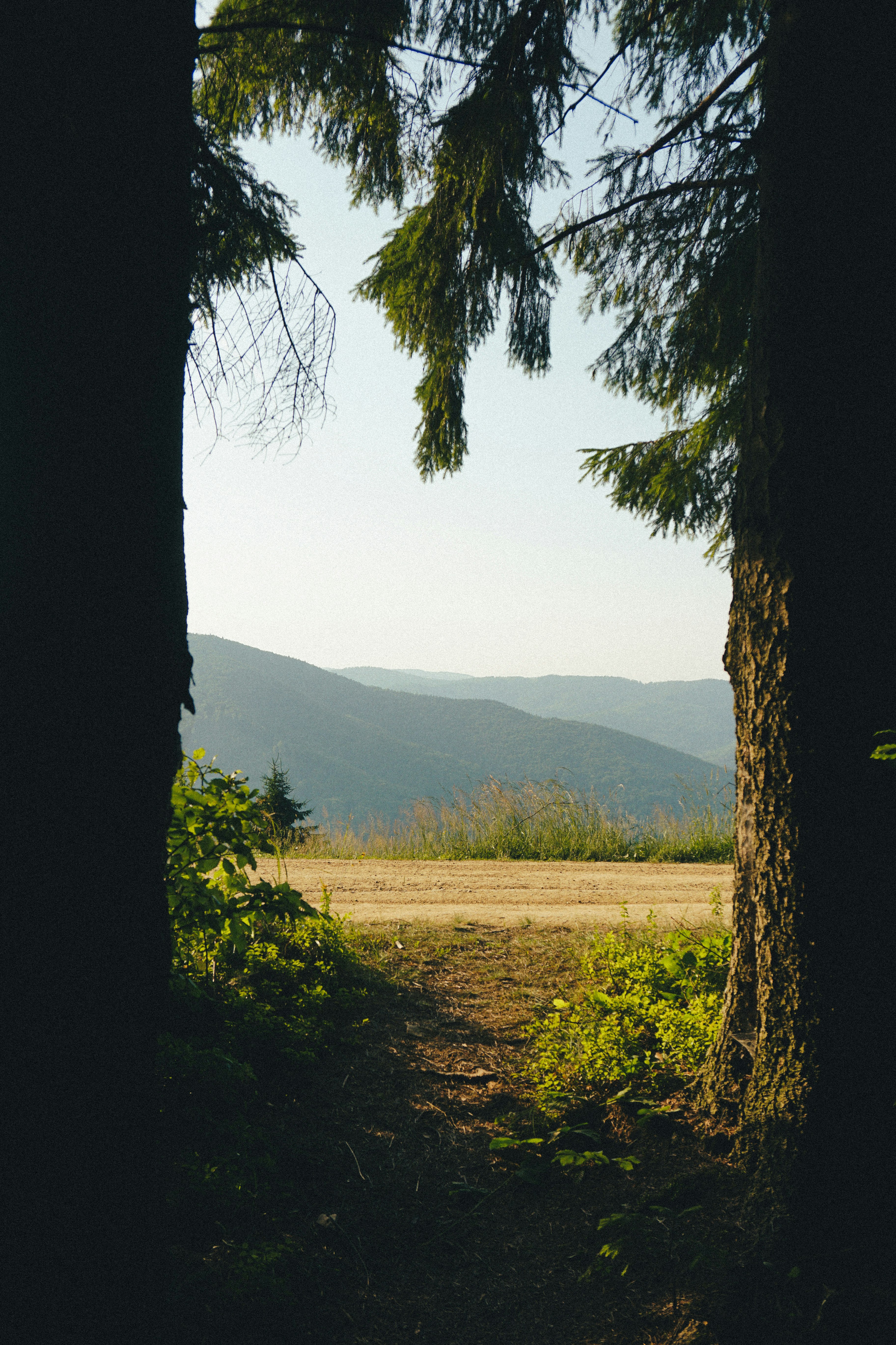 green grass field and trees near mountain during daytime